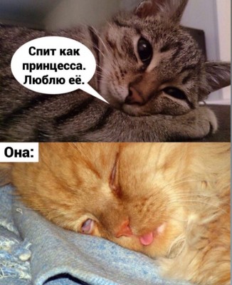 Кошка спит, одна выглядит мило, другая забавно в салоне Mimi в Дении, Испания