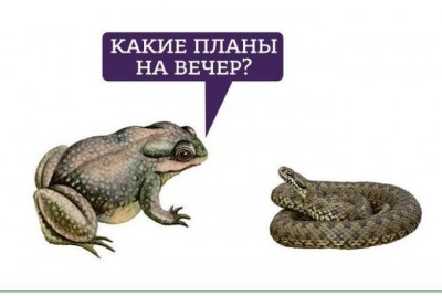 Лягушка спрашивает змею о планах на вечер — CostaSpain.net Лягушка спрашивает змею о планах на вечер