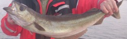 Человек держит крупную рыбу на фоне воды