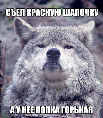 Серый волк с серьезным выражением лица