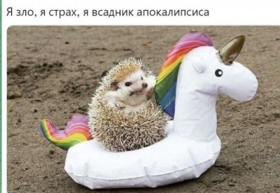 Ежик сидит на надувном единороге с радугой