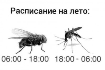 Расписание активности мух и комаров на лето