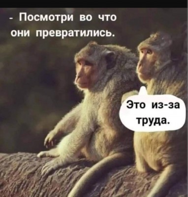 Две обезьяны сидят на камне, обсуждая трудности