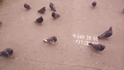 Группа голубей на асфальтовом покрытии