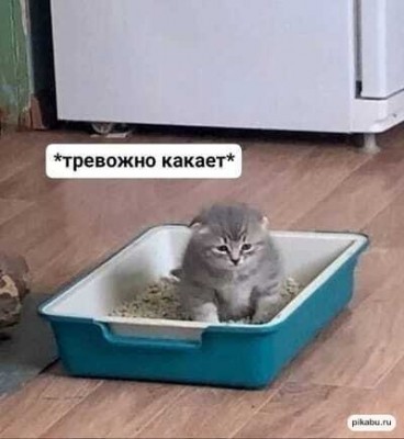 Котенок сидит в лотке с тревожным выражением