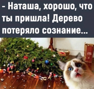 Кот с удивленным выражением лица рядом с упавшей елкой в Испании — CostaSpain.net Кот с удивленным выражением лица рядом с упавшей елкой в Испании