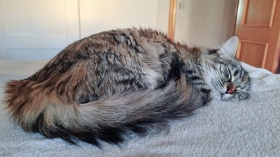 Сонная кошка свернулась клубком на белом покрывале