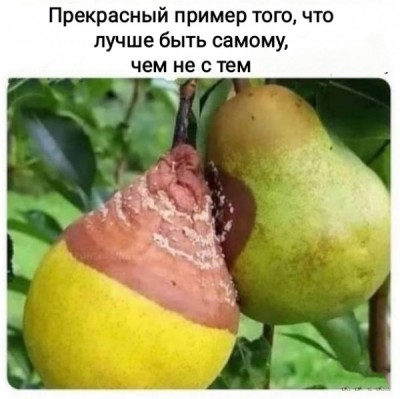 Груша с повреждённой кожурой рядом со здоровой в Испании