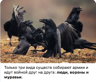 Вороны собираются в группе на земле — CostaSpain.net Вороны собираются в группе на земле