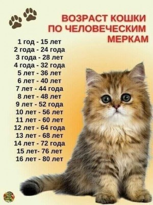 Возраст кошки по человеческим меркам в таблице в салоне Mimi в Дении, Испания — CostaSpain.net Возраст кошки по человеческим меркам в таблице в салоне Mimi в Дении, Испания
