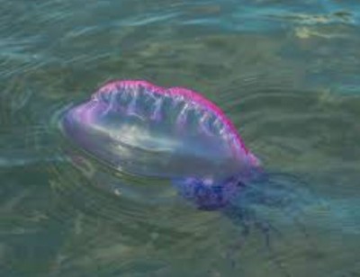Медуза с яркими фиолетовыми краями в воде — CostaSpain.net Медуза с яркими фиолетовыми краями в воде