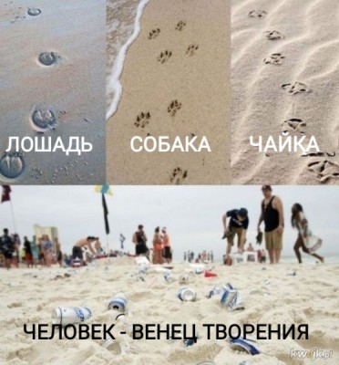 Следы животных на пляже и мусор от людей в Испании