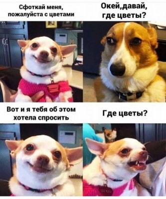 Диалог двух собак о цветах и фотографиях в салоне Mimi в Дении, Испания
