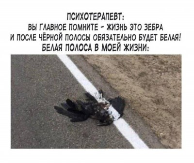 Мертвый воробей на дороге рядом с белой полосой в Испании