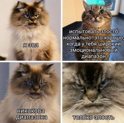 Четыре кота с разными выражениями лиц и текстом