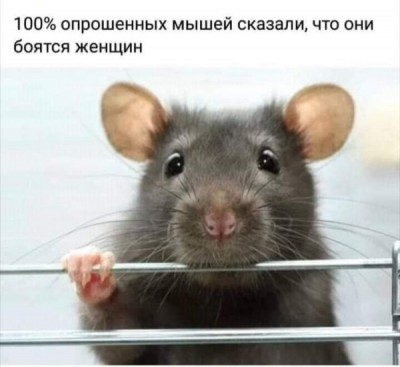 Смешная крыса держится за прутья, текст сверху