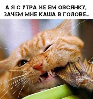 Кот с рыбой в зубах и смешным выражением лица