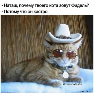 Кот в очках и шляпе, лежит на белом фоне