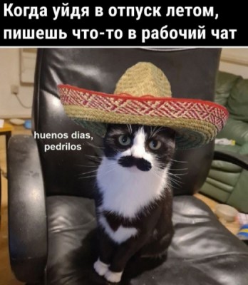 Кот в шляпе с усами сидит на кресле