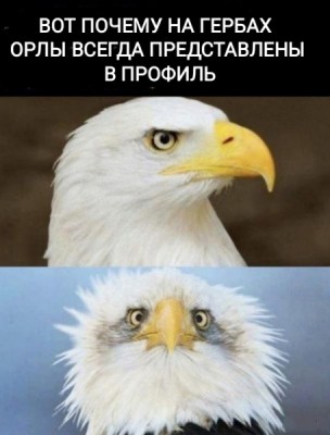 Два орла, один в профиль, другой с необычной головой