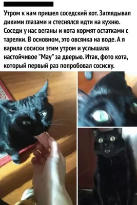 Чёрный кот, пробует сосиску у хозяев