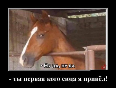 Лошадь в стойле с ироничным выражением лица