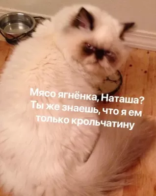 Пухлый кот с недовольным выражением лица рядом с миской в Испании