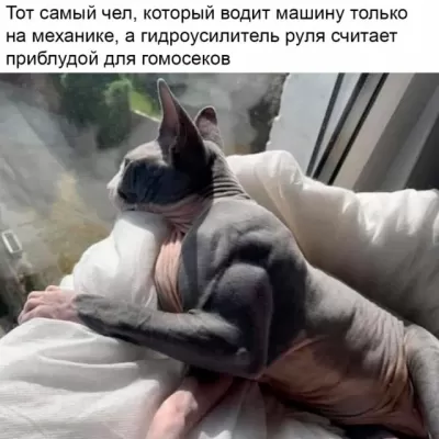 Кот породы сфинкс лежит на белом пледе у окна