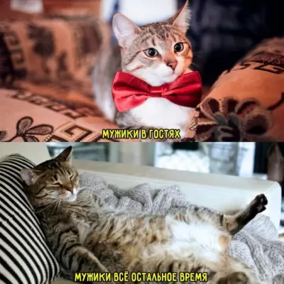 Коты в галстуках и расслабляющей позе на диване