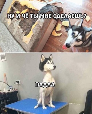 Собака смотрит на разрушенный диван и сидит на столе в салоне Mimi в Дении, Испания
