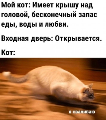 Кот убегает от открывающейся двери