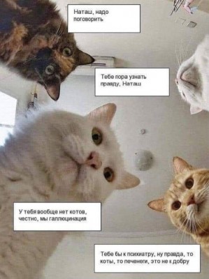Четыре кота смотрят сверху, обсуждая что-то важное