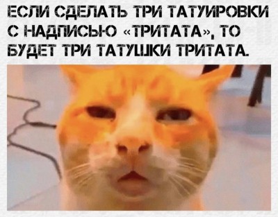 Кот с недовольным выражением лица и текстом о татуировках