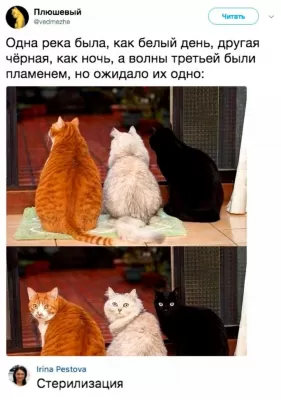 Четыре кота смотрят в окно, два разных ракурса