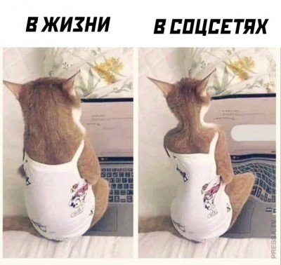 Кот сидит за компьютером, сравнение реальной жизни и соцсетей