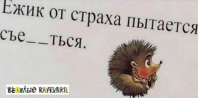 Ежик пытается спрятаться от страха