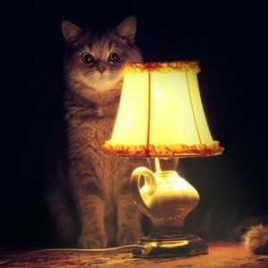 Кот сидит рядом с лампой в темноте в Испании