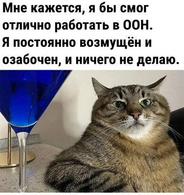 Кот с недовольным выражением лица рядом с синим стаканом в Испании