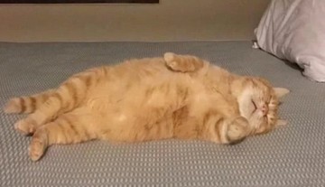 Рыжий кот лежит на спине на кровати