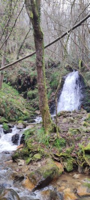 Испания: Salas, Asturias, Camino de Saniago лес