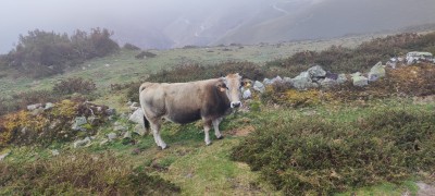 Camino de Santiago, весёлая корова