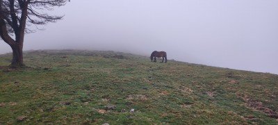 Camino de Santiago, Aliande, лошадка на лугу