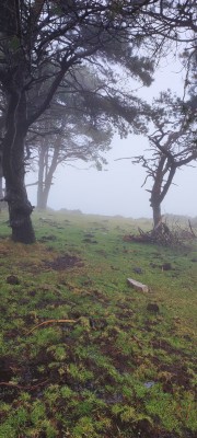 Camino de Santiago, Aliande, Asturias лес в тумане