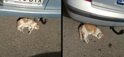 Кот спит под задним бампером автомобиля