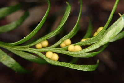Новокаледонский папоротник Tmesipteris oblanceolate