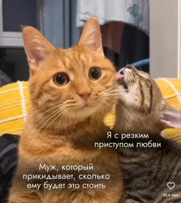 Два кота на желтом пледе, один лижет другого