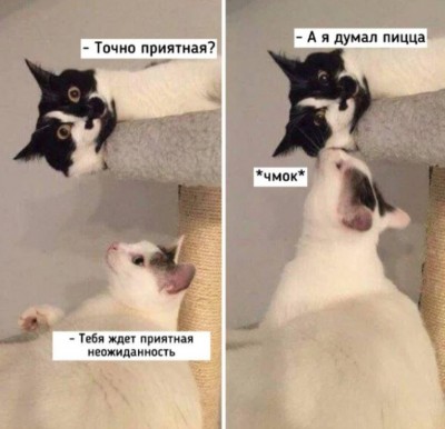 Коты общаются, один из них целует другого