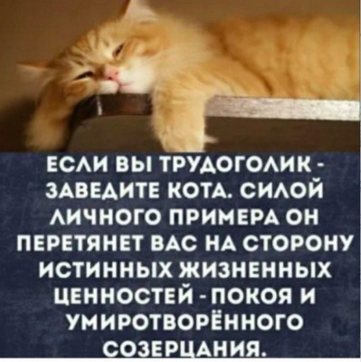 Кот лежит на поверхности, выглядит расслабленным и умиротворённым