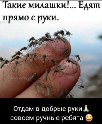Рука с множеством комаров, текст о милых насекомых