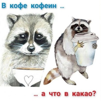 Два рисованных енота с чашками, текст о кофе и какао